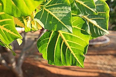 《Marko: Beyond Brave》Steam试玩发布 银河恶魔城新游