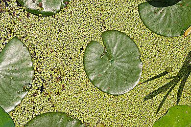 香港首个乙女主题CAFE活动GSE Otome X Pancake Hachiko café明天正式